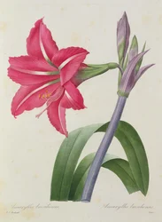 Amaryllis bresiliensis (brazilský amarylis), rytina od Victora, z „Choix des Plus Belles Fleur“, kolem roku 1827-33